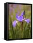 Iris Art-Jessica Jenney-Framed Stretched Canvas