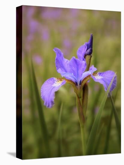 Iris Art-Jessica Jenney-Stretched Canvas