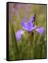 Iris Art-Jessica Jenney-Framed Stretched Canvas