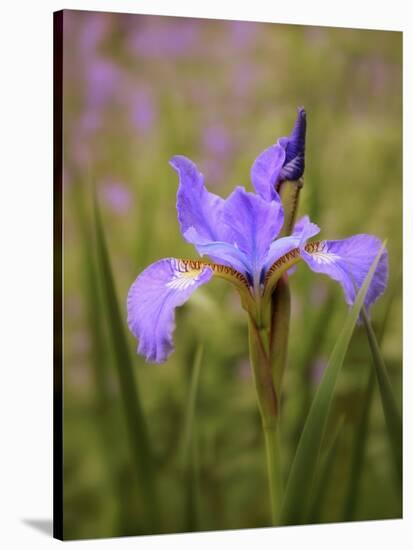 Iris Art-Jessica Jenney-Stretched Canvas