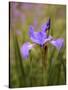 Iris Art-Jessica Jenney-Stretched Canvas