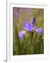 Iris Art-Jessica Jenney-Framed Giclee Print