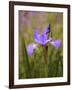 Iris Art-Jessica Jenney-Framed Giclee Print