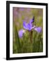 Iris Art-Jessica Jenney-Framed Giclee Print