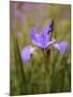 Iris Art-Jessica Jenney-Mounted Giclee Print