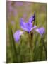 Iris Art-Jessica Jenney-Mounted Giclee Print