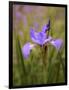 Iris Art-Jessica Jenney-Framed Giclee Print