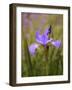 Iris Art-Jessica Jenney-Framed Giclee Print