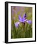 Iris Art-Jessica Jenney-Framed Giclee Print