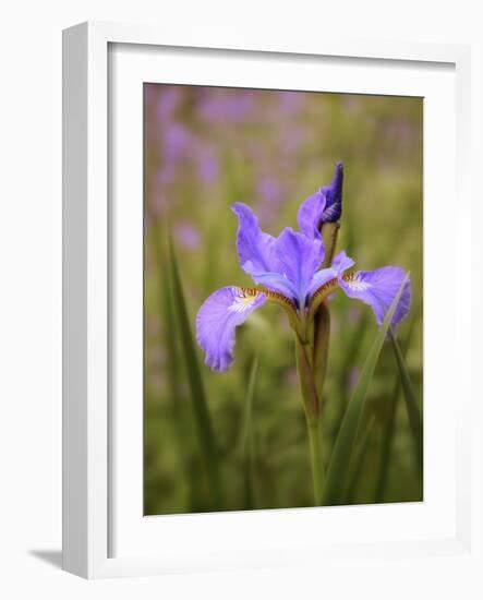 Iris Art-Jessica Jenney-Framed Giclee Print