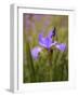 Iris Art-Jessica Jenney-Framed Giclee Print