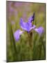 Iris Art-Jessica Jenney-Mounted Giclee Print