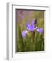 Iris Art-Jessica Jenney-Framed Giclee Print