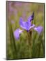 Iris Art-Jessica Jenney-Mounted Giclee Print