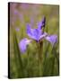 Iris Art-Jessica Jenney-Stretched Canvas