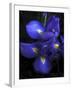 Iris at Dusk-Jessica Jenney-Framed Giclee Print