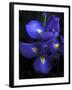 Iris at Dusk-Jessica Jenney-Framed Giclee Print