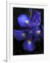 Iris at Dusk-Jessica Jenney-Framed Giclee Print