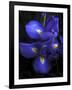 Iris at Dusk-Jessica Jenney-Framed Giclee Print