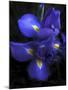 Iris at Dusk-Jessica Jenney-Mounted Giclee Print