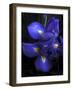 Iris at Dusk-Jessica Jenney-Framed Giclee Print