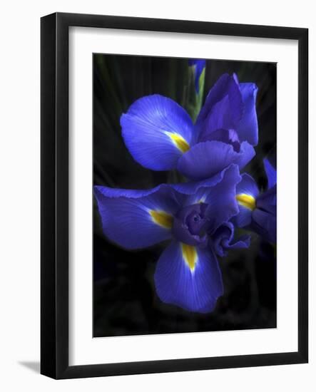 Iris at Dusk-Jessica Jenney-Framed Giclee Print