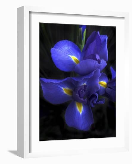 Iris at Dusk-Jessica Jenney-Framed Giclee Print