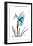 Iris B76-Albert Koetsier-Framed Art Print