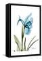 Iris B76-Albert Koetsier-Framed Stretched Canvas