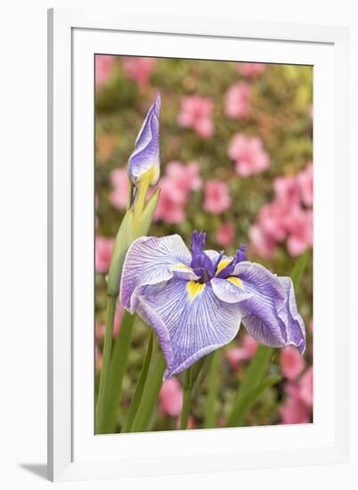 Iris bloom, Portland Japanese Garden, Oregon.-William Sutton-Framed Photographic Print