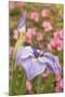Iris bloom, Portland Japanese Garden, Oregon.-William Sutton-Mounted Photographic Print