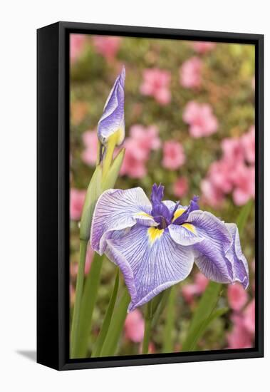 Iris bloom, Portland Japanese Garden, Oregon.-William Sutton-Framed Stretched Canvas