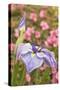 Iris bloom, Portland Japanese Garden, Oregon.-William Sutton-Stretched Canvas