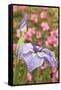 Iris bloom, Portland Japanese Garden, Oregon.-William Sutton-Framed Stretched Canvas