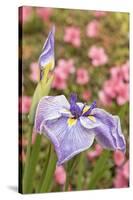 Iris bloom, Portland Japanese Garden, Oregon.-William Sutton-Stretched Canvas