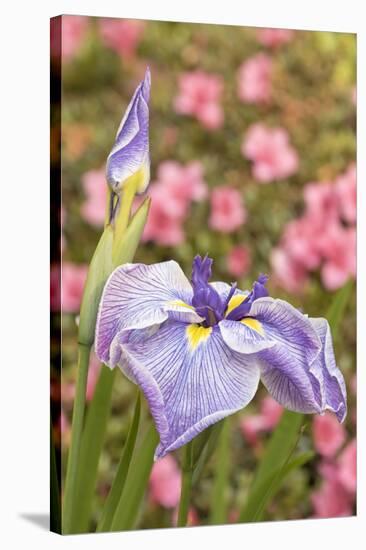 Iris bloom, Portland Japanese Garden, Oregon.-William Sutton-Stretched Canvas