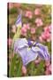 Iris bloom, Portland Japanese Garden, Oregon.-William Sutton-Stretched Canvas