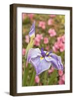 Iris bloom, Portland Japanese Garden, Oregon.-William Sutton-Framed Photographic Print