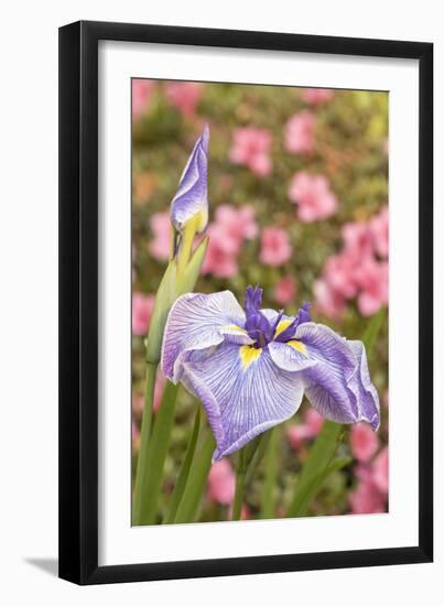 Iris bloom, Portland Japanese Garden, Oregon.-William Sutton-Framed Photographic Print