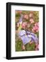 Iris bloom, Portland Japanese Garden, Oregon.-William Sutton-Framed Photographic Print