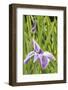 Iris bloom, Portland Japanese Garden, Oregon.-William Sutton-Framed Photographic Print