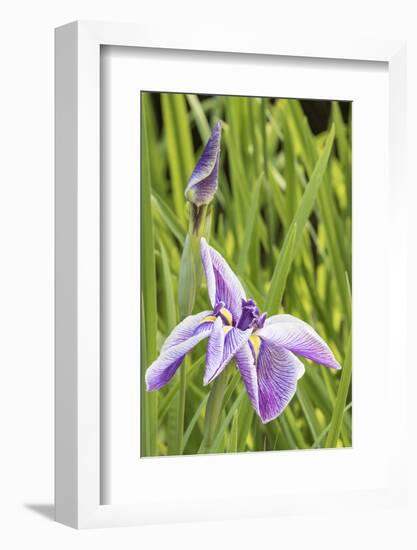 Iris bloom, Portland Japanese Garden, Oregon.-William Sutton-Framed Photographic Print