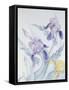 Iris, Blue Mare-Karen Armitage-Framed Stretched Canvas