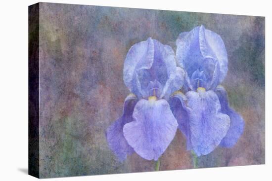 Iris Blue Rhythm-Cora Niele-Stretched Canvas