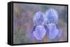 Iris Blue Rhythm-Cora Niele-Framed Stretched Canvas