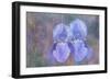 Iris Blue Rhythm-Cora Niele-Framed Photographic Print