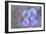 Iris Blue Rhythm-Cora Niele-Framed Photographic Print