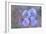 Iris Blue Rhythm-Cora Niele-Framed Photographic Print