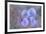 Iris Blue Rhythm-Cora Niele-Framed Photographic Print