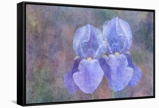 Iris Blue Rhythm-Cora Niele-Framed Stretched Canvas